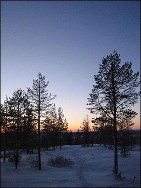 눈으로 뒤덮인 핀란드 숲의 노을 